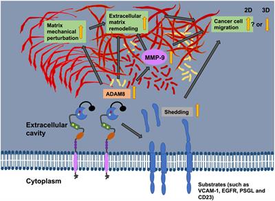 The versatile roles of ADAM8 in cancer cell migration, mechanics, and extracellular matrix remodeling